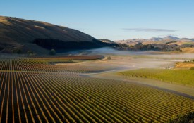 Wairarapa Wine Region
